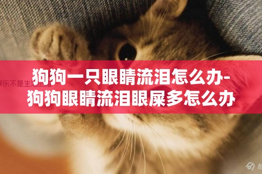 狗狗一只眼睛流淚怎么辦-狗狗眼睛流淚眼屎多怎么辦