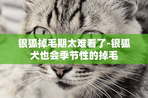 銀狐掉毛期太難看了-銀狐犬也會季節性的掉毛