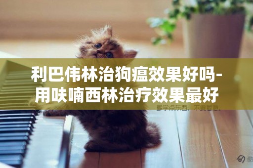 利巴偉林治狗瘟效果好嗎-用呋喃西林治療效果最好