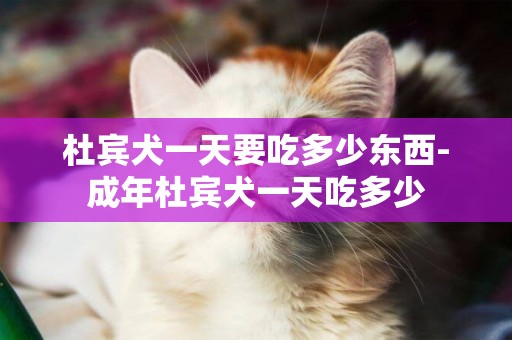 杜賓犬一天要吃多少東西-成年杜賓犬一天吃多少