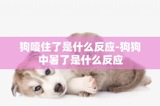 狗噎住了是什么反應-狗狗中暑了是什么反應
