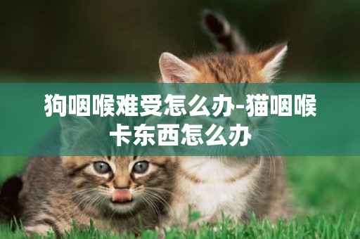 狗咽喉難受怎么辦-貓咽喉卡東西怎么辦