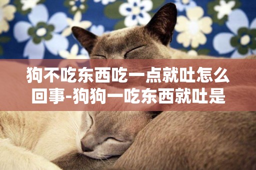 狗不吃東西吃一點就吐怎么回事-狗狗一吃東西就吐是怎么回事