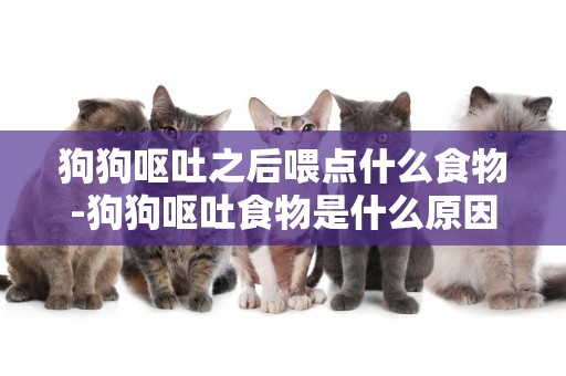 狗狗嘔吐之后喂點什么食物-狗狗嘔吐食物是什么原因
