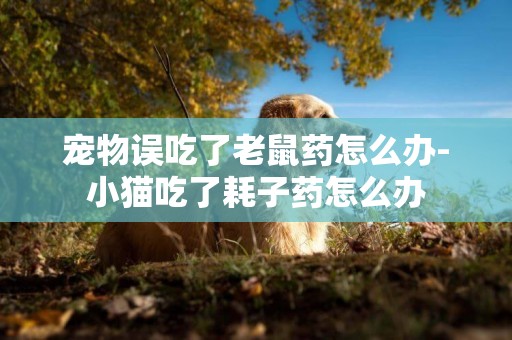 寵物誤吃了老鼠藥怎么辦-小貓吃了耗子藥怎么辦