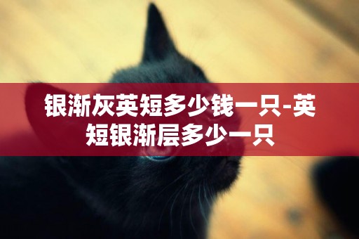 銀漸灰英短多少錢一只-英短銀漸層多少一只