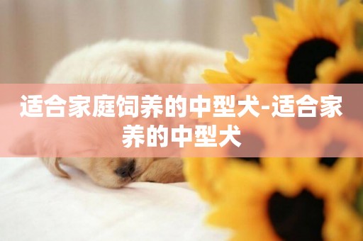 適合家庭飼養的中型犬-適合家養的中型犬
