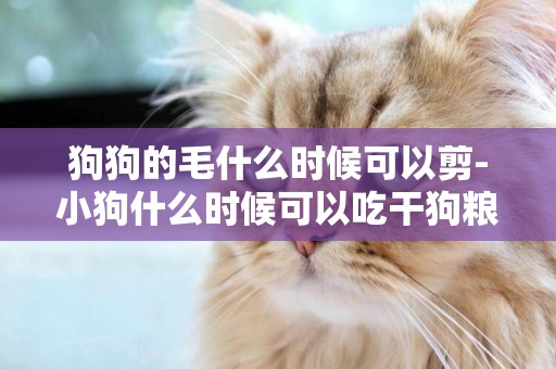 狗狗的毛什么時候可以剪-小狗什么時候可以吃干狗糧