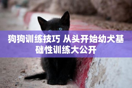 狗狗訓練技巧 從頭開始幼犬基礎性訓練大公開