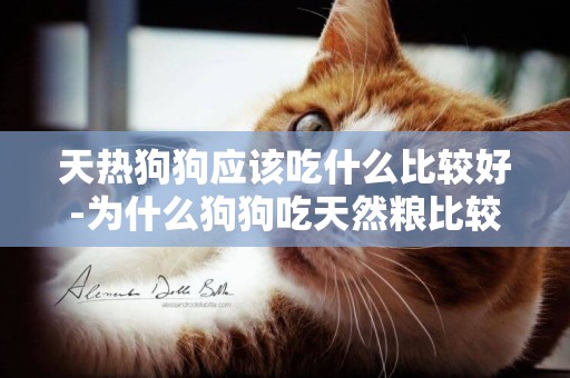 天熱狗狗應該吃什么比較好-為什么狗狗吃天然糧比較好