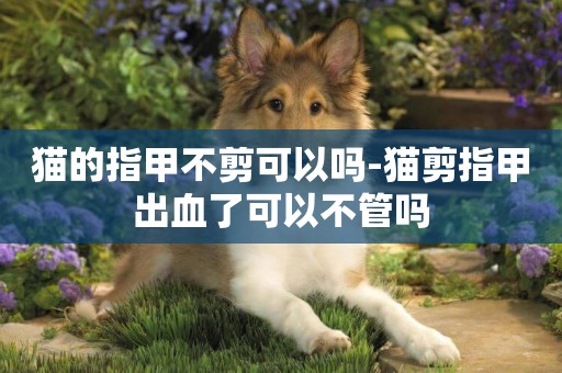 貓的指甲不剪可以嗎-貓剪指甲出血了可以不管嗎