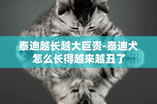 泰迪越長越大巨貴-泰迪犬怎么長得越來越丑了