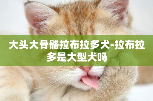 大頭大骨骼拉布拉多犬-拉布拉多是大型犬嗎