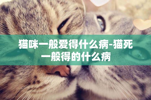 貓咪一般愛得什么病-貓死一般得的什么病