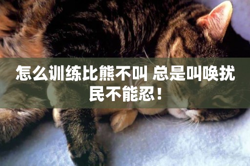 怎么訓練比熊不叫 總是叫喚擾民不能忍！
