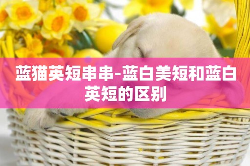 藍貓英短串串-藍白美短和藍白英短的區別