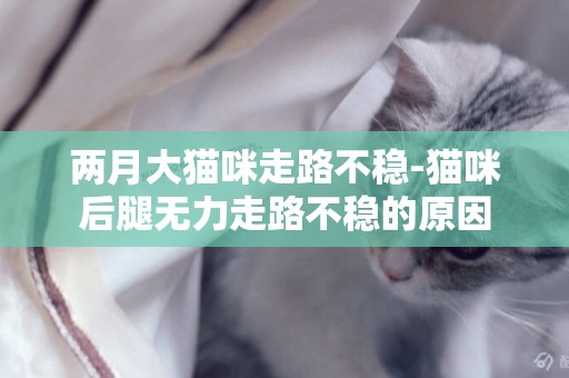 兩月大貓咪走路不穩-貓咪后腿無力走路不穩的原因