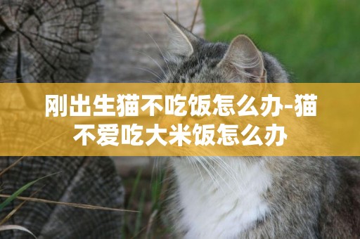 剛出生貓不吃飯怎么辦-貓不愛吃大米飯怎么辦
