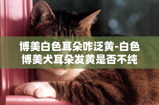 博美白色耳朵咋泛黃-白色博美犬耳朵發黃是否不純