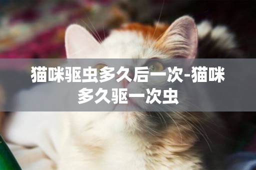 貓咪驅蟲多久后一次-貓咪多久驅一次蟲