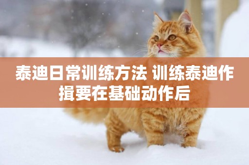 泰迪日常訓練方法 訓練泰迪作揖要在基礎動作后