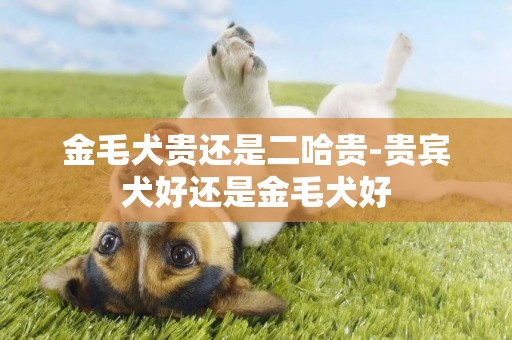 金毛犬貴還是二哈貴-貴賓犬好還是金毛犬好