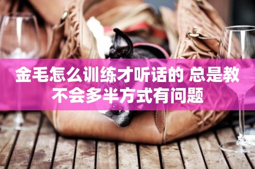 金毛怎么訓練才聽話的 總是教不會多半方式有問題