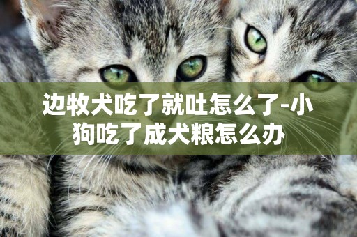 邊牧犬吃了就吐怎么了-小狗吃了成犬糧怎么辦