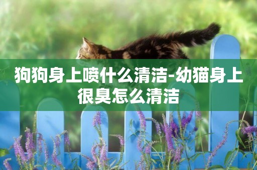 狗狗身上噴什么清潔-幼貓身上很臭怎么清潔