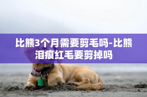 比熊3個月需要剪毛嗎-比熊淚痕紅毛要剪掉嗎