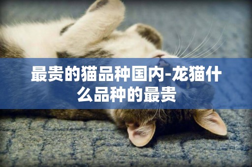 最貴的貓品種國內-龍貓什么品種的最貴