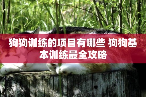 狗狗訓練的項目有哪些 狗狗基本訓練最全攻略