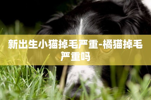 新出生小貓掉毛嚴重-橘貓掉毛嚴重嗎