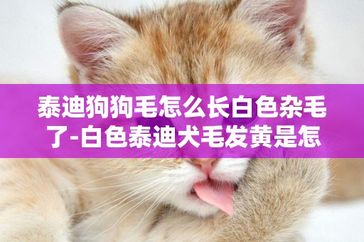 泰迪狗狗毛怎么長白色雜毛了-白色泰迪犬毛發黃是怎么回事