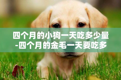 四個月的小狗一天吃多少量-四個月的金毛一天要吃多少狗糧