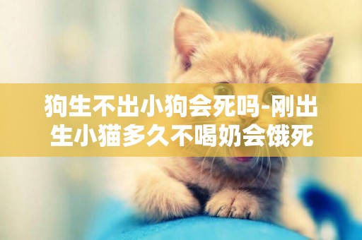 狗生不出小狗會死嗎-剛出生小貓多久不喝奶會餓死