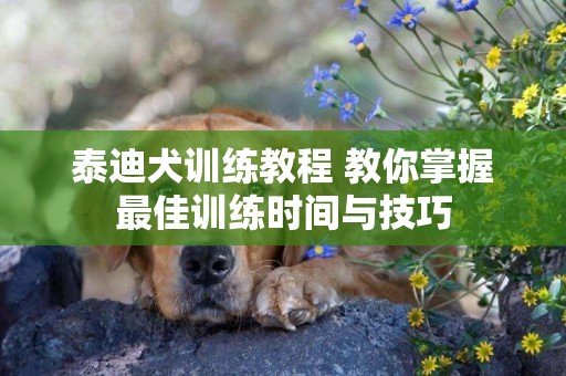 泰迪犬訓練教程 教你掌握最佳訓練時間與技巧