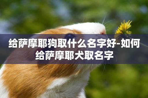 給薩摩耶狗取什么名字好-如何給薩摩耶犬取名字