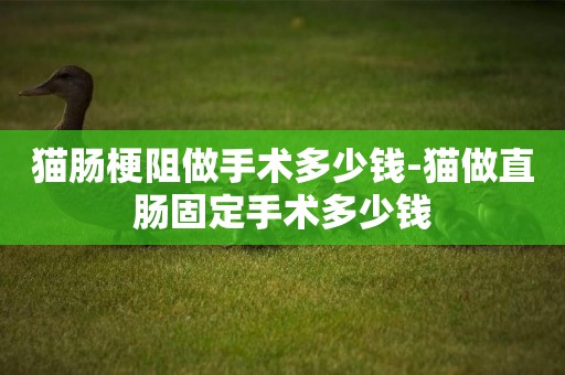 貓腸梗阻做手術多少錢-貓做直腸固定手術多少錢