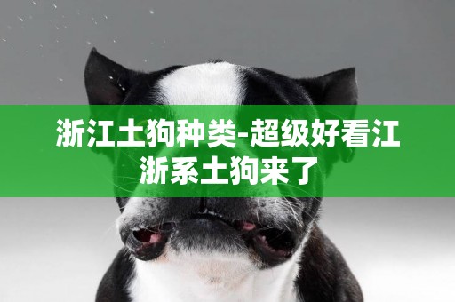 浙江土狗種類-超級好看江浙系土狗來了