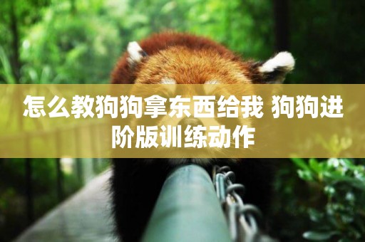 怎么教狗狗拿東西給我 狗狗進階版訓練動作