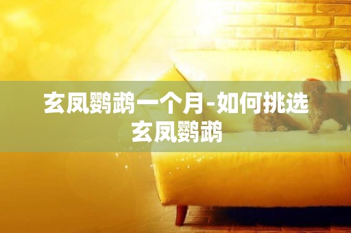 玄鳳鸚鵡一個月-如何挑選玄鳳鸚鵡