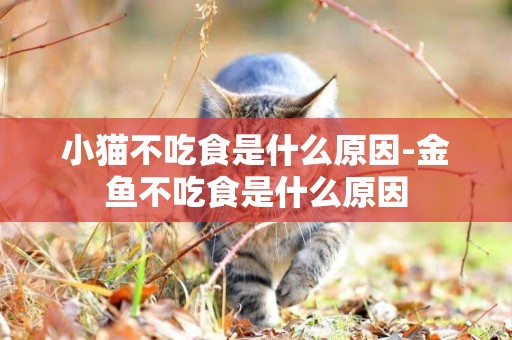 小貓不吃食是什么原因-金魚不吃食是什么原因