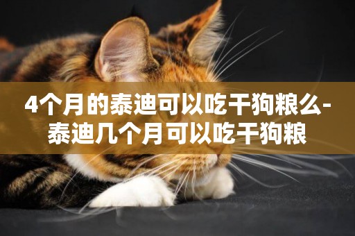 4個月的泰迪可以吃干狗糧么-泰迪幾個月可以吃干狗糧