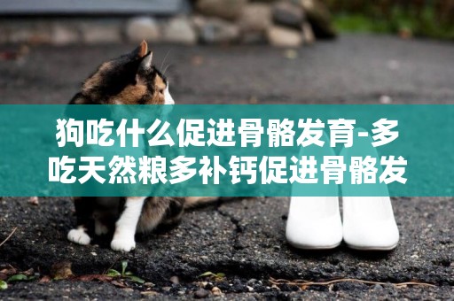 狗吃什么促進骨骼發育-多吃天然糧多補鈣促進骨骼發育