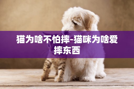 貓為啥不怕摔-貓咪為啥愛摔東西