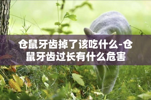 倉鼠牙齒掉了該吃什么-倉鼠牙齒過長有什么危害