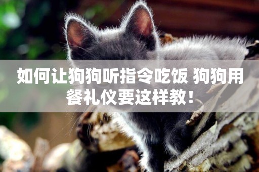 如何讓狗狗聽指令吃飯 狗狗用餐禮儀要這樣教！