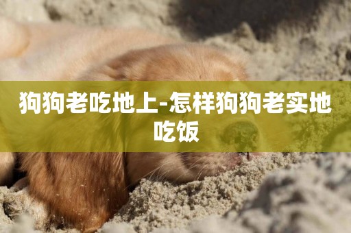 狗狗老吃地上-怎樣狗狗老實地吃飯