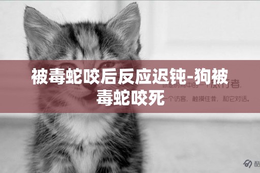 被毒蛇咬后反應遲鈍-狗被毒蛇咬死